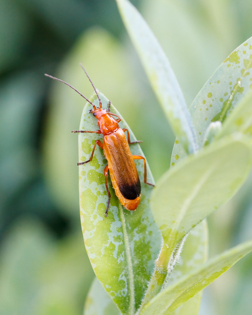 Rhagonycha fulva  (Cantharidae)